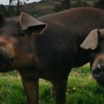 Preservación del cerdo celta: Proyecto piloto para la producción de embutidos sin aditivos artificiales